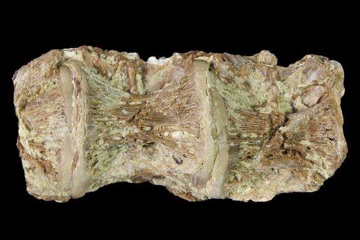 Fossil Fish (Ichthyodectes) Vertebrae - Kansas #136467